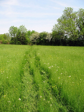 A picture of long grass in which previous walkers have trodden down the long grass making tracks.